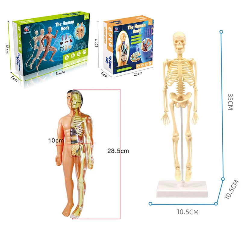 3d human body torso model educational assembly learning diy toys human body organ teaching tools early learning toy for children