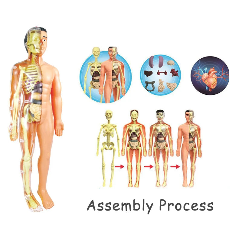 3d human body torso model educational assembly learning diy toys human body organ teaching tools early learning toy for children
