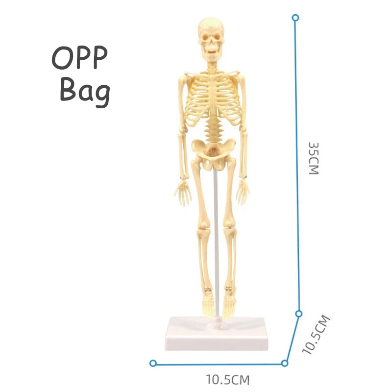 3d human body torso model educational assembly learning diy toys human body organ teaching tools early learning toy for children